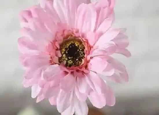 养殖方法|弗朗花怎么养护时间长