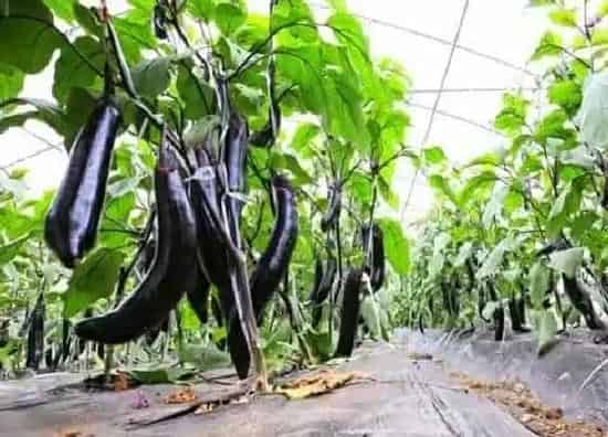 植物修剪|茄子怎么修剪方法