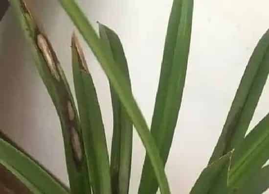 烂叶|兰花叶子烂了怎么办