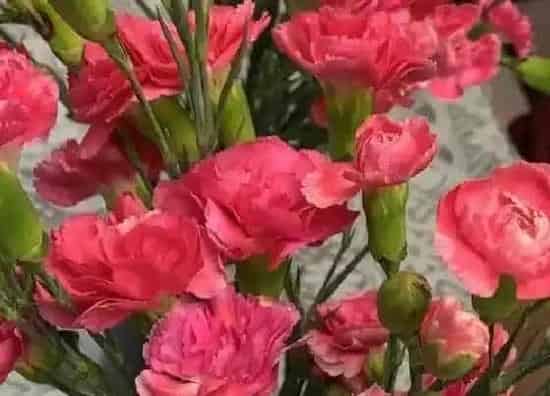 种植位置|康乃馨可以种在院子里吗