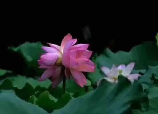 种植方法|并蒂莲怎么种植 栽种时间和方法