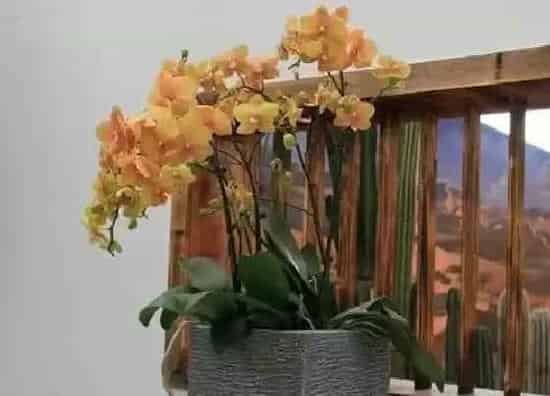 花语|蝴蝶兰花语象征与寓意（白色、蓝色、紫色、黄色意义不同）