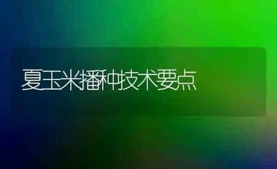 夏玉米播种技术要点 | 粮油作物种植
