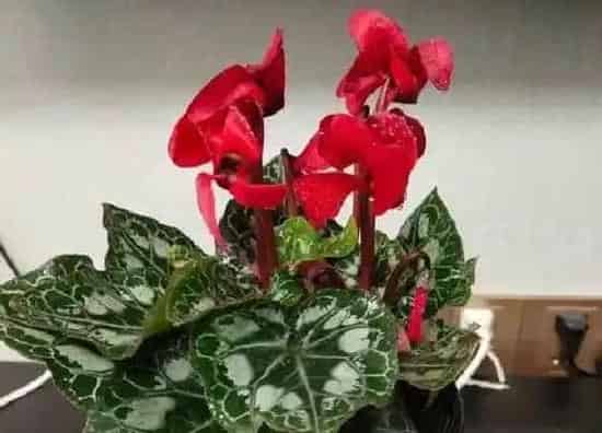 植物百科|适合室内的花卉有哪些