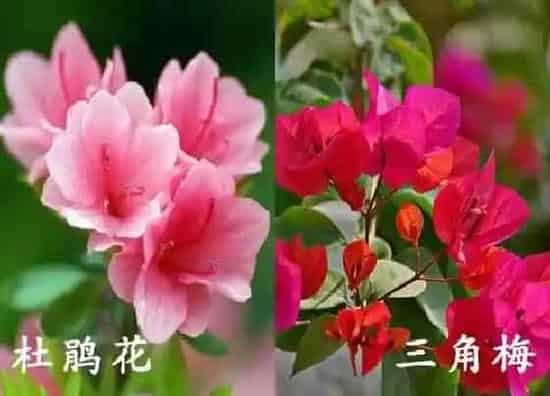 植物种类|杜鹃花和三角梅是一种花吗
