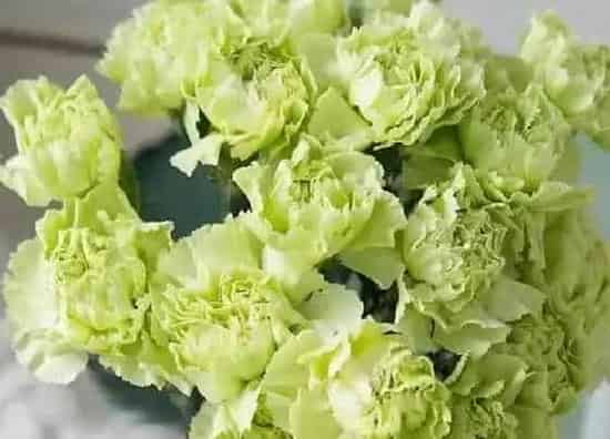 种植位置|康乃馨可以种在院子里吗