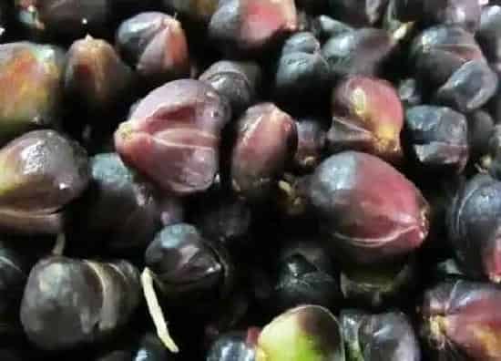 植物播种|百合怎么留种子