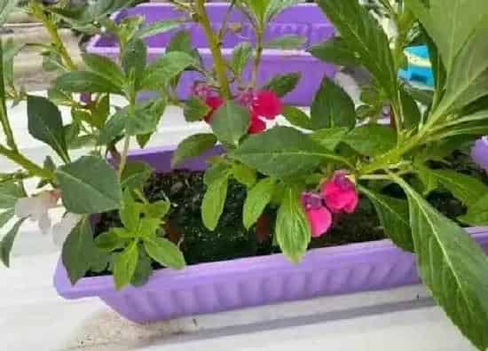 植物生根|凤仙花怎么修根