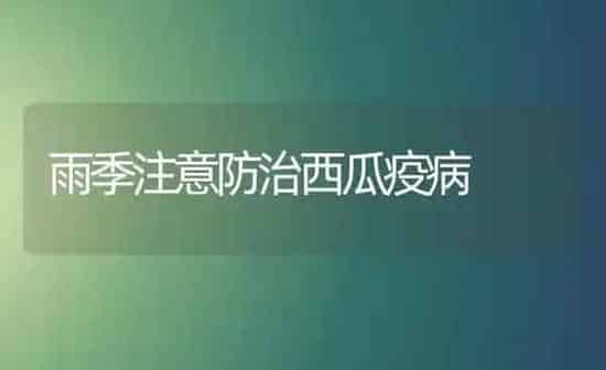 雨季注意防治西瓜疫病 | 瓜果种植