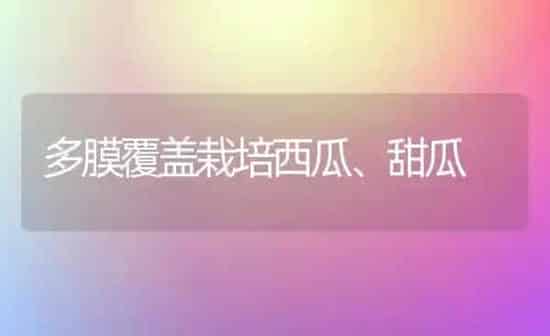 多膜覆盖栽培西瓜、甜瓜 | 瓜果种植