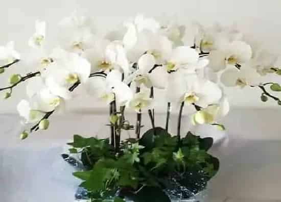 花语|蝴蝶兰花语象征与寓意（白色、蓝色、紫色、黄色意义不同）