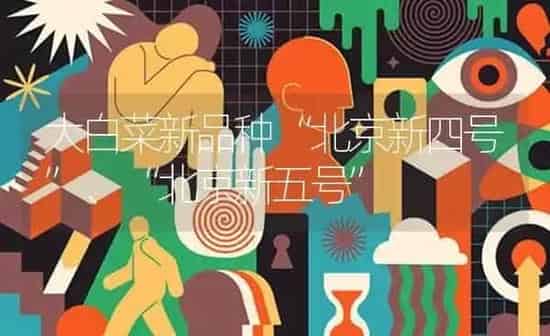 大白菜新品种“北京新四号”、“北京新五号” | 蔬菜种植