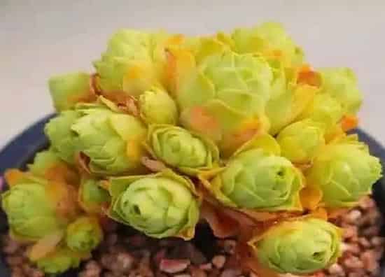 植物移栽|山地玫瑰上盆时间与养护方法