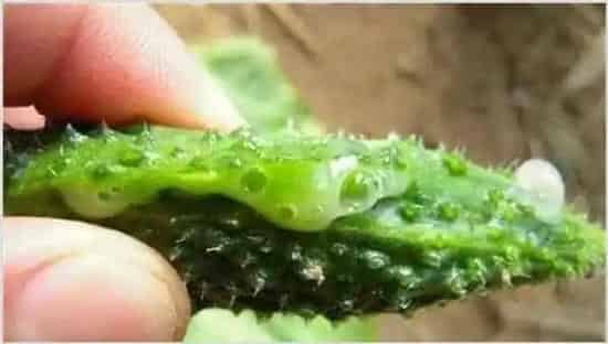 黄瓜流胶用药及防治方法介绍 | 种植技术