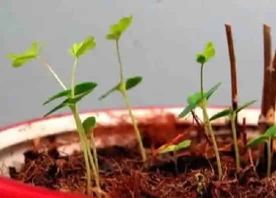 养殖科普|含羞草喜水还是喜旱