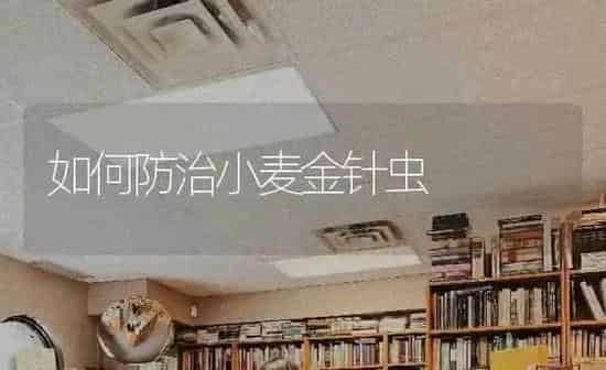 如何防治小麦金针虫 | 粮油作物种植