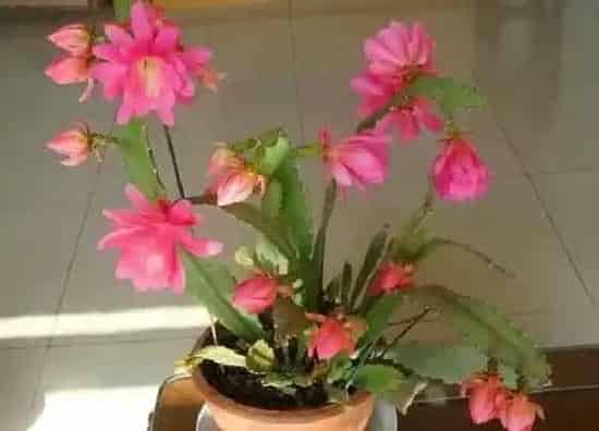植物修剪|令箭荷花怎么修剪方法