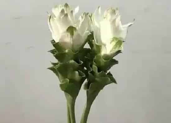 开花时间|姜荷花什么时候开花