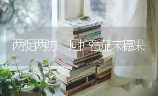 两促两防 呵护番茄末穗果 | 瓜果种植