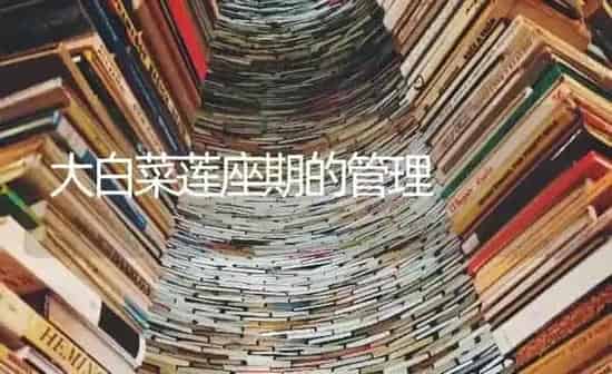 大白菜莲座期的管理 | 蔬菜种植