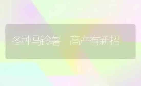 冬种马铃薯 高产有新招 | 粮油作物种植