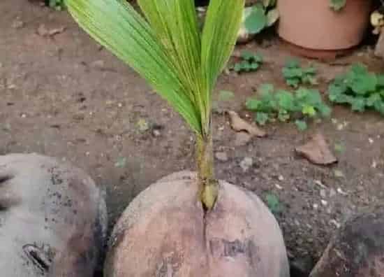 植物发芽|椰子发芽的过程