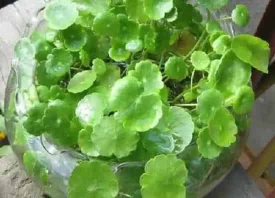 植物浇水|铜钱草需要每天浇水吗