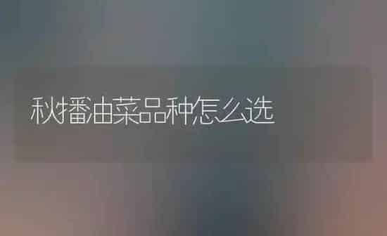 秋播油菜品种怎么选 | 粮油作物种植