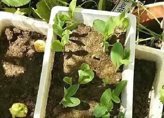 植物播种|玉米什么时候播种最好