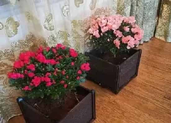 植物换土|杜鹃怎么换土换盆