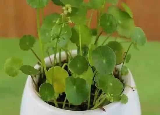 植物浇水|铜钱草需要每天浇水吗