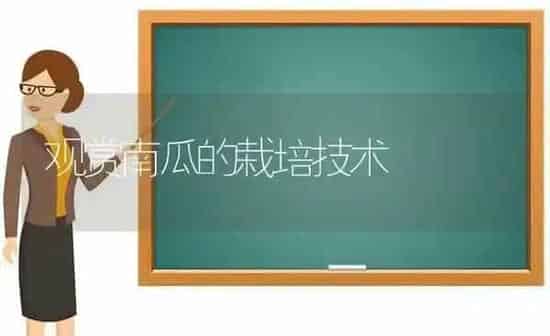 观赏南瓜的栽培技术 | 蔬菜种植