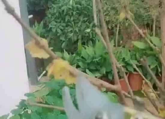 植物修剪|腊梅花什么时候剪枝合适