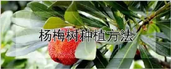 杨梅树种植方法 | 耕种资料
