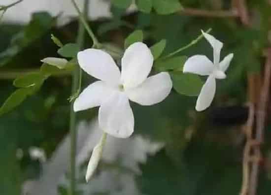 植物百科|适合室内的花卉有哪些