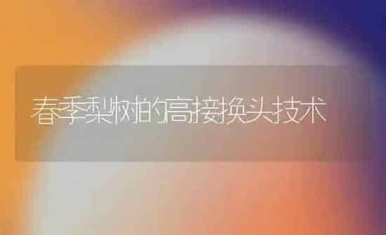 春季梨树的高接换头技术 | 瓜果种植