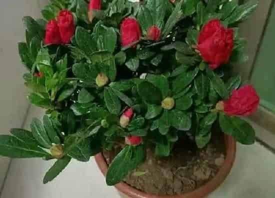 植物换土|杜鹃怎么换土换盆