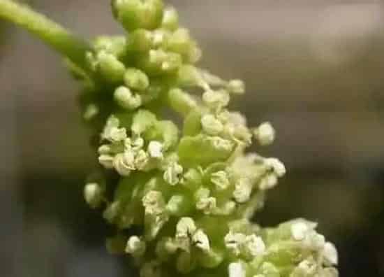 植物百科|无花果树开花吗 开花的样子（图片）