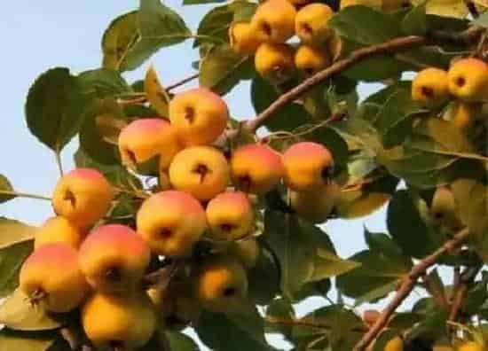 果实科普|海棠几月开花几月结果
