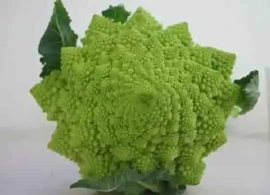 植物种类|甘蓝类蔬菜有哪些种类 甘蓝菜科的蔬菜品种（图片）