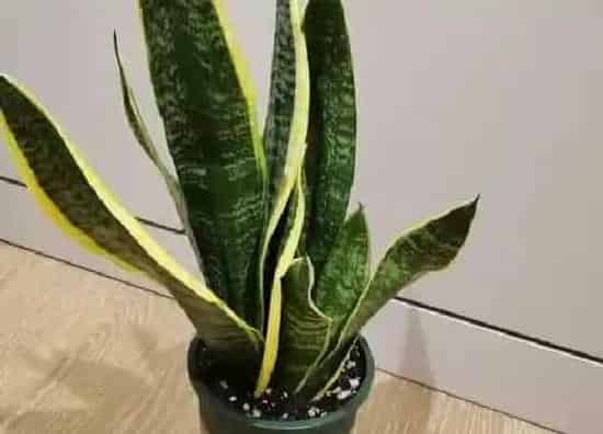 植物百科|适合室内的花卉有哪些