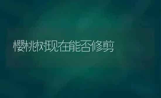樱桃树现在能否修剪 | 瓜果种植