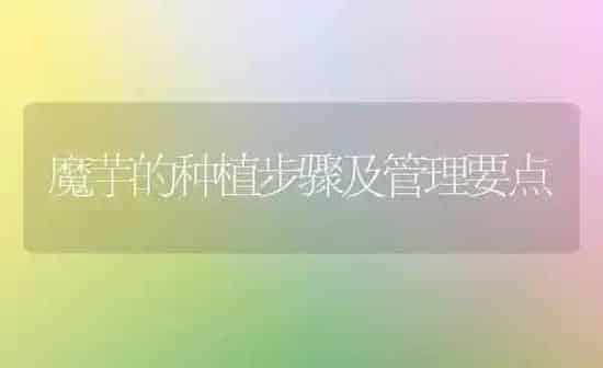 魔芋的种植步骤及管理要点 | 植物种植百科