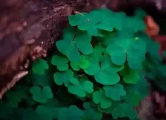 植物百科|四叶草和三叶草的区别