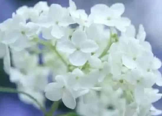 室内摆放|洋绣球花能在室内养吗