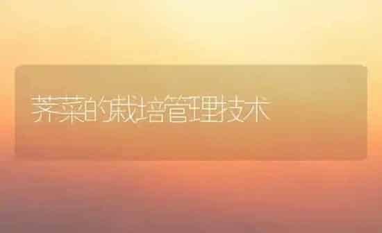 荠菜的栽培管理技术 | 蔬菜种植