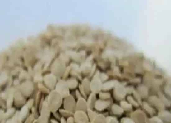 种植管理|西红柿种子直接种可以吗