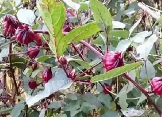 植物百科|红桃k是什么植物类别