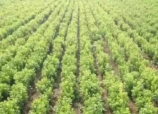 植物产地|柴胡哪里产的最好