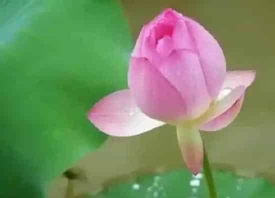 生长环境|荷花生长在哪里 生长在什么地方